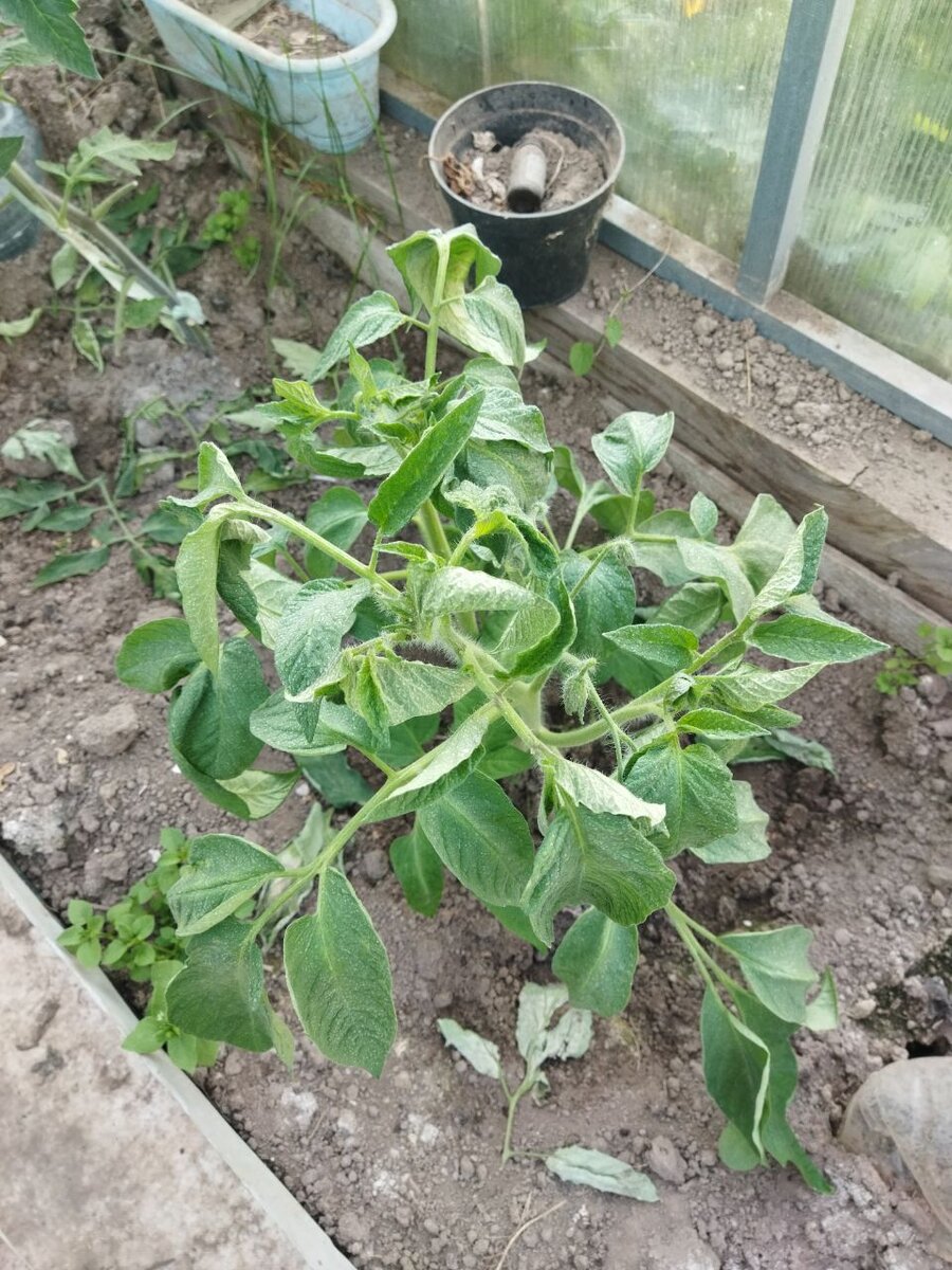 Этот - Голубой Казахстан - вообще хороший был, хоть и обрезан для перевозки.