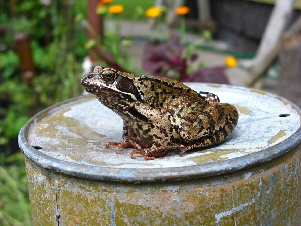    Травяная лягушка / ©Шатилло Г.В.