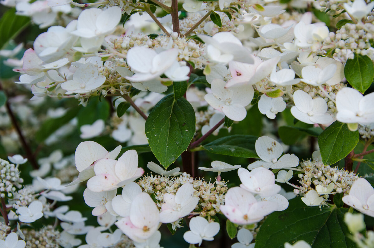 Гортензия Вимс Ред