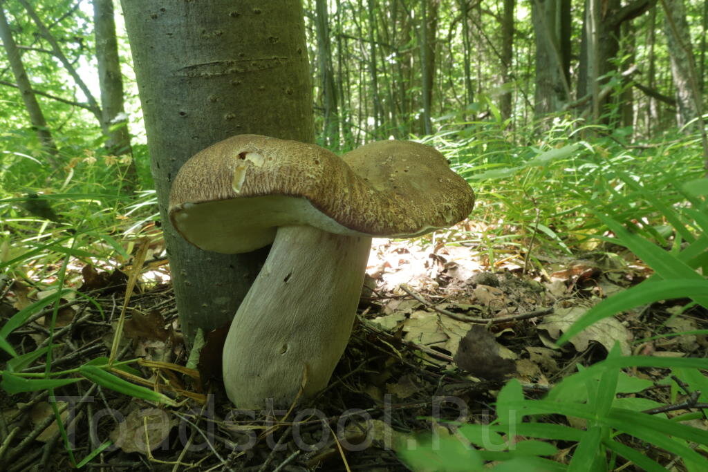 Как можно было пройти мимо и не заметить? (фото И.Лебединского)