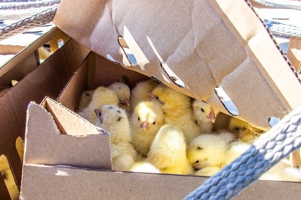 Источник фото: https://astv.ru/news/society/2022-05-25-sahalinec-detal-no-snyal-vysadku-neobychnyh-passazhirov-v-yuzhno-sahalinske#comments 