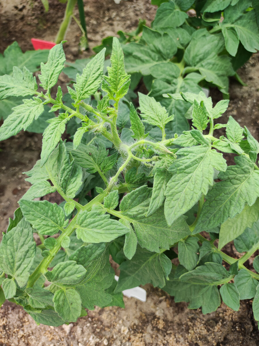 Фото автора, томат в открытом грунте, июнь 2022 года