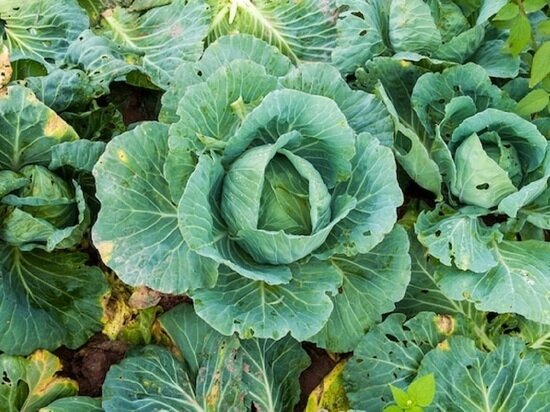     Фото: @jcomp, freepik.com.