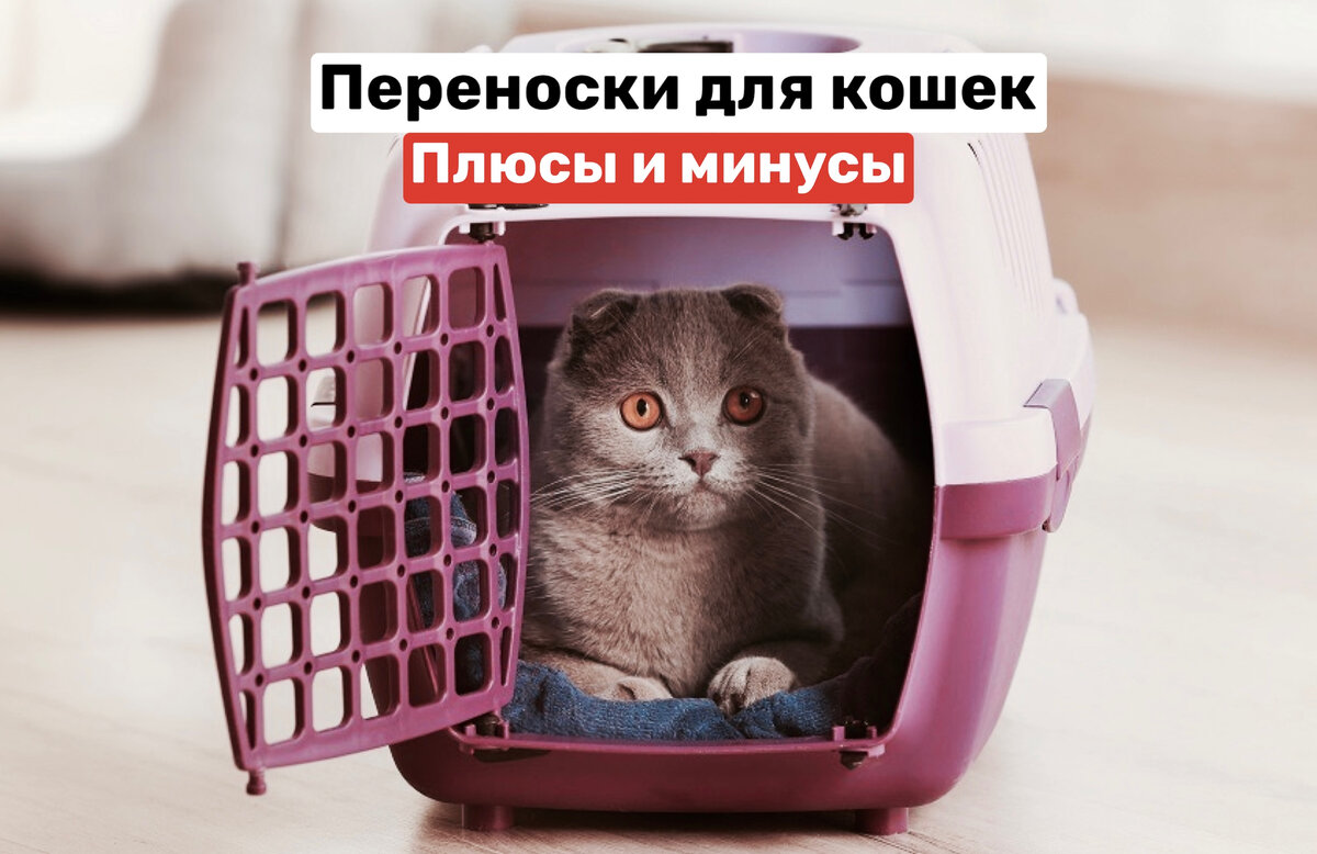 Переноски для кошек плюсы и минусы | Cat talk зоопсихолог | Дзен