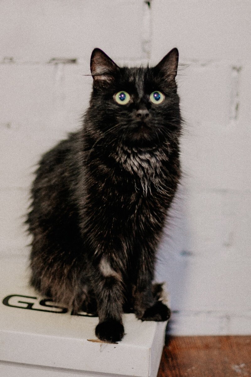 
Хозяева Кармен не хотели стерилизовать кошку, а она периодически громко и настойчиво требовала любви, чем причиняла людям страшные неудобства и они нашли отличный выход - сдали кошку в приют.

