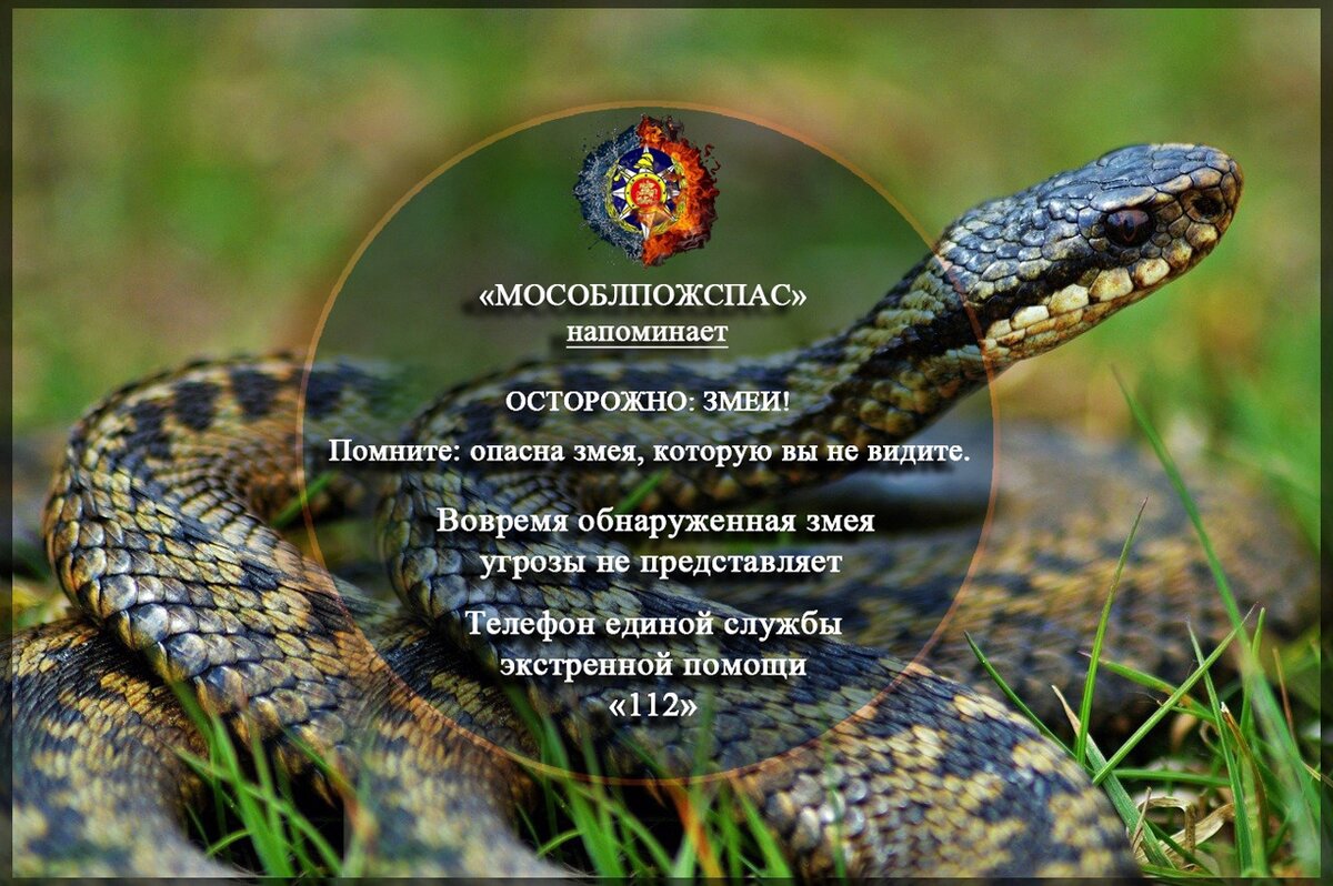 Картинка осторожно змеи