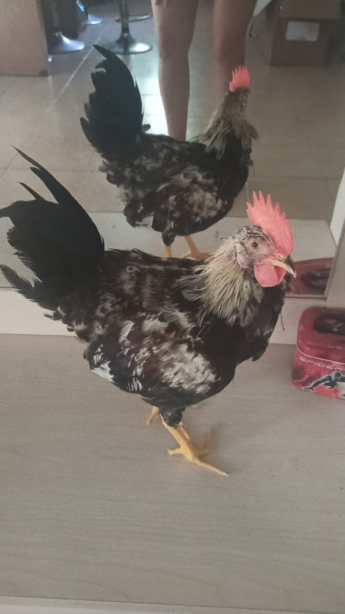 Фото снято автором канала КотоСобака