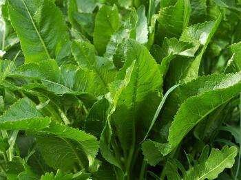 листья хрена