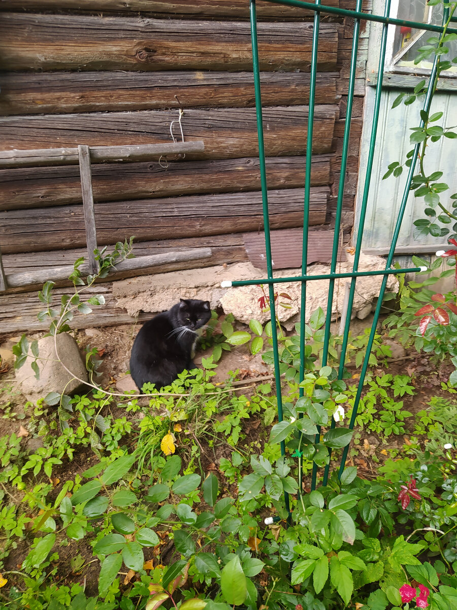 В нашем случае это кошечка. Ее зовут Печенька. 