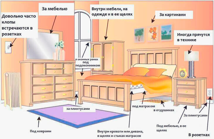 Места обитания клопов в квартире.