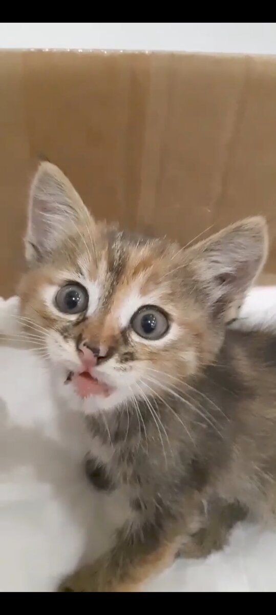 И вот такое фото приложили к своему кличу о помощи... Как не забрать её?