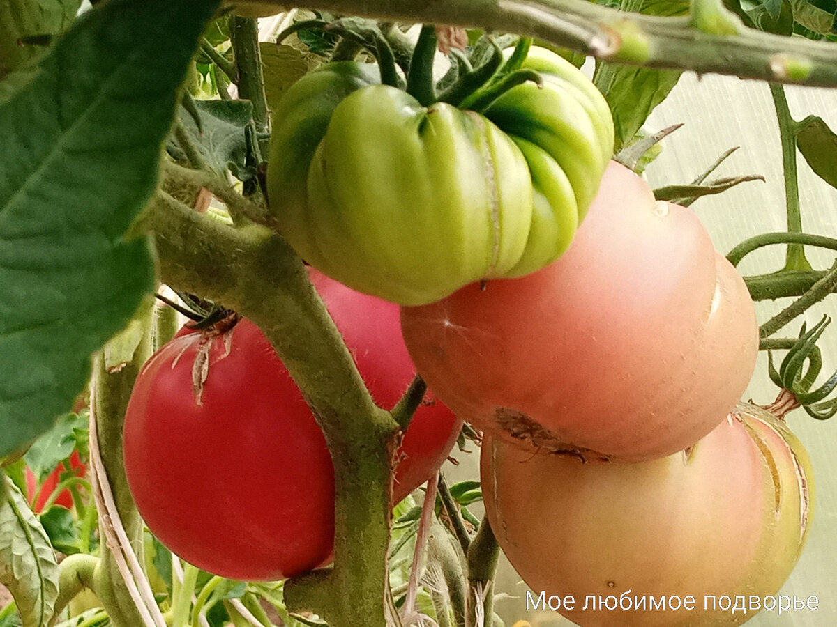 Гигантская хижина, Скорпион, Гребешок розовый - сорта томатов, которые радуют исключительно крупными плодами