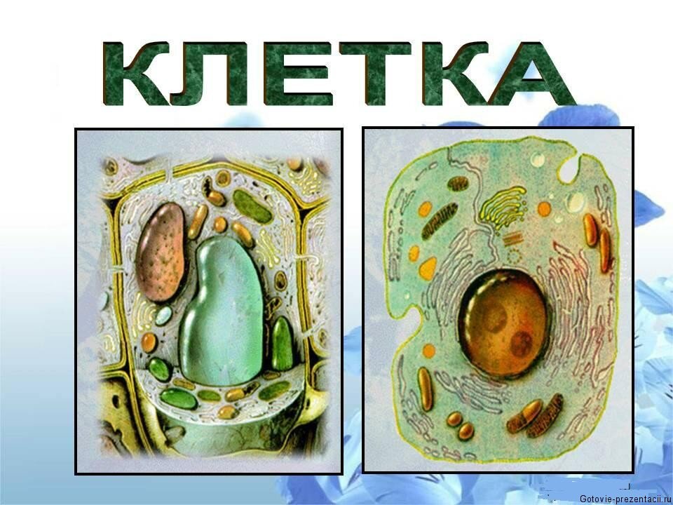 На изображении представлены растительная (слева) и животная (справа) клетки.