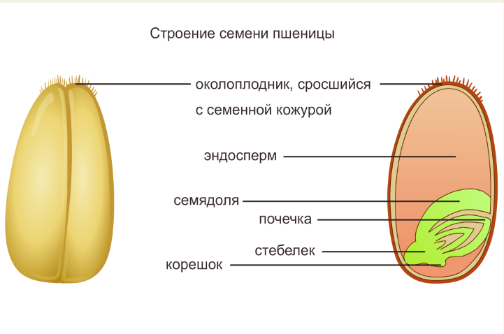 Строение зерновки пшеницы рисунок