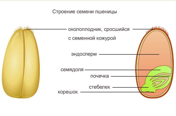 Зерновки пшеницы рисунок