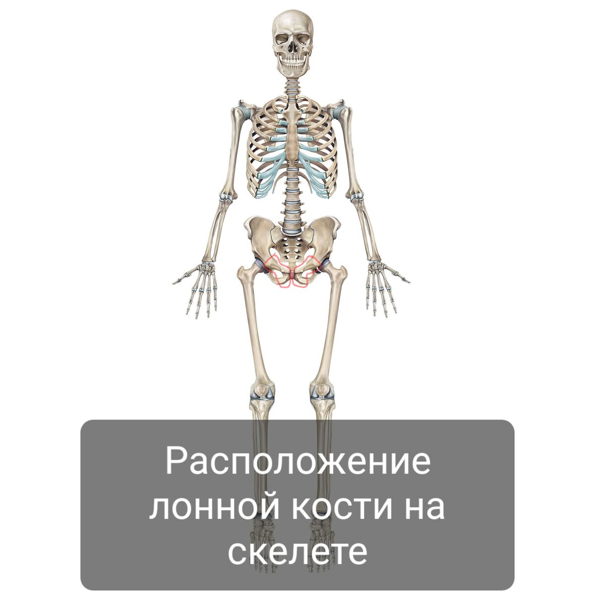 Тазовая кость, часть 2. Лонная кость. | Заметки спортивного врача. | Дзен