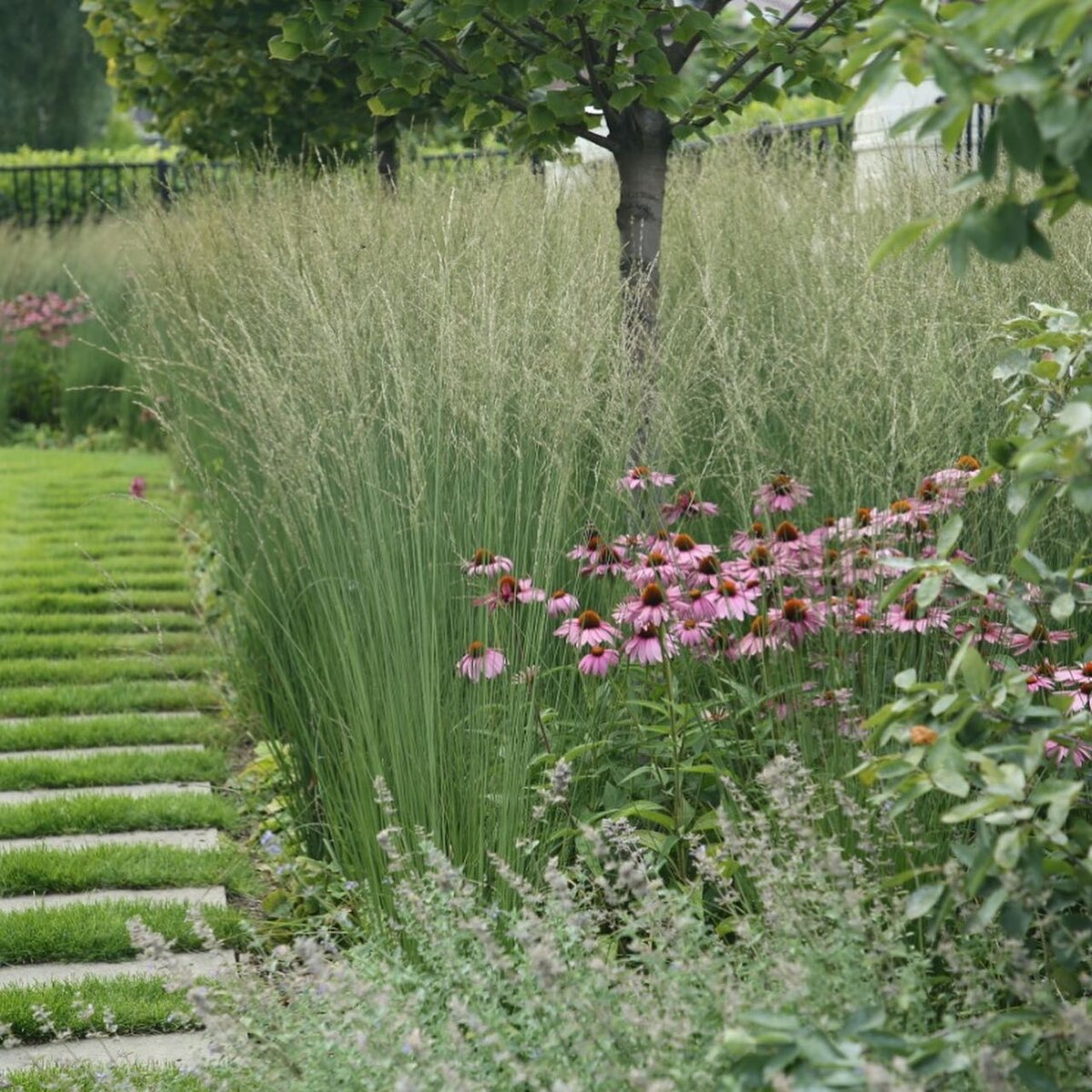 Молиния голубая (Molinia caerulea) сорт «Heidebraut»