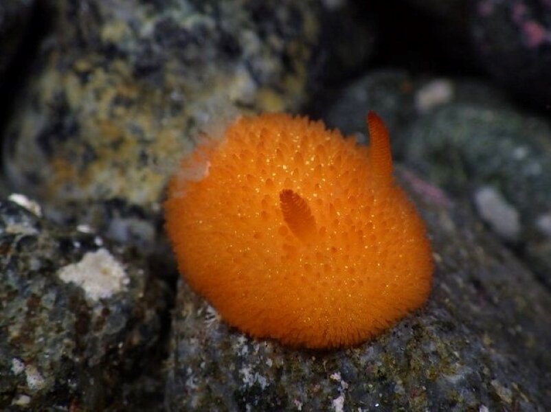 Acanthodoris Lutea. Фото с сайта https://www.reddit.com/