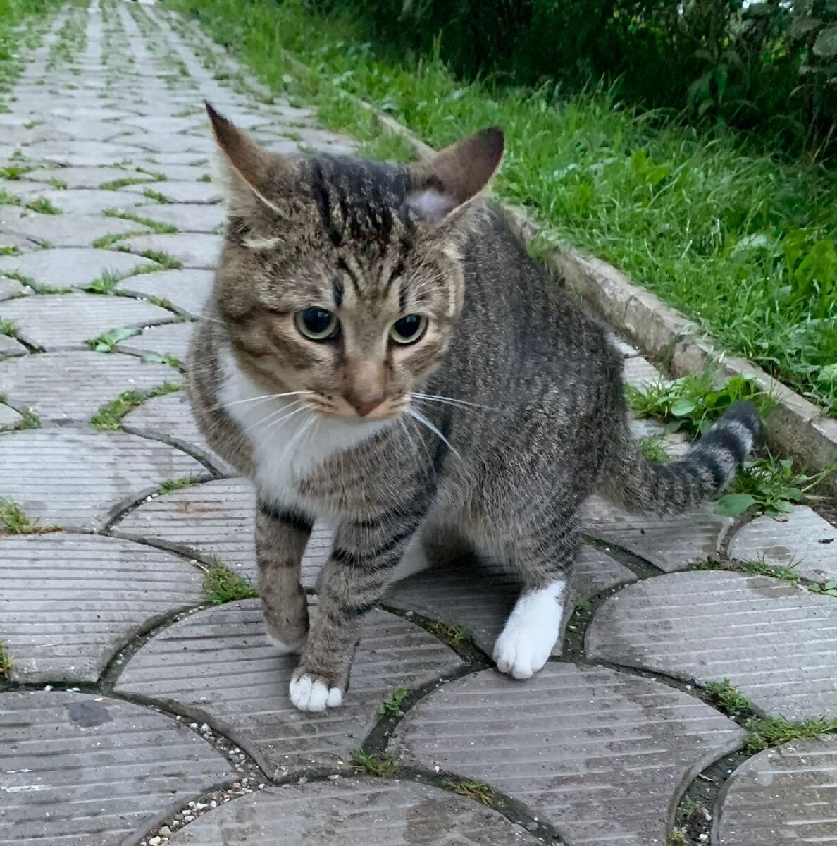 Как поймать бездомного котенка