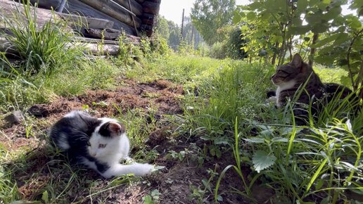 Вася знакомится с котенком