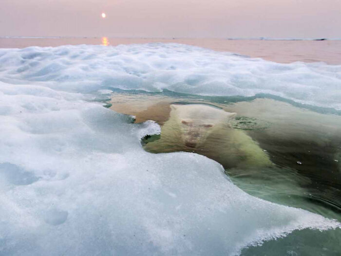 Белый медведь следует за фотографом Полом Содерсом. Источник: www.reddit.com/r/creepy