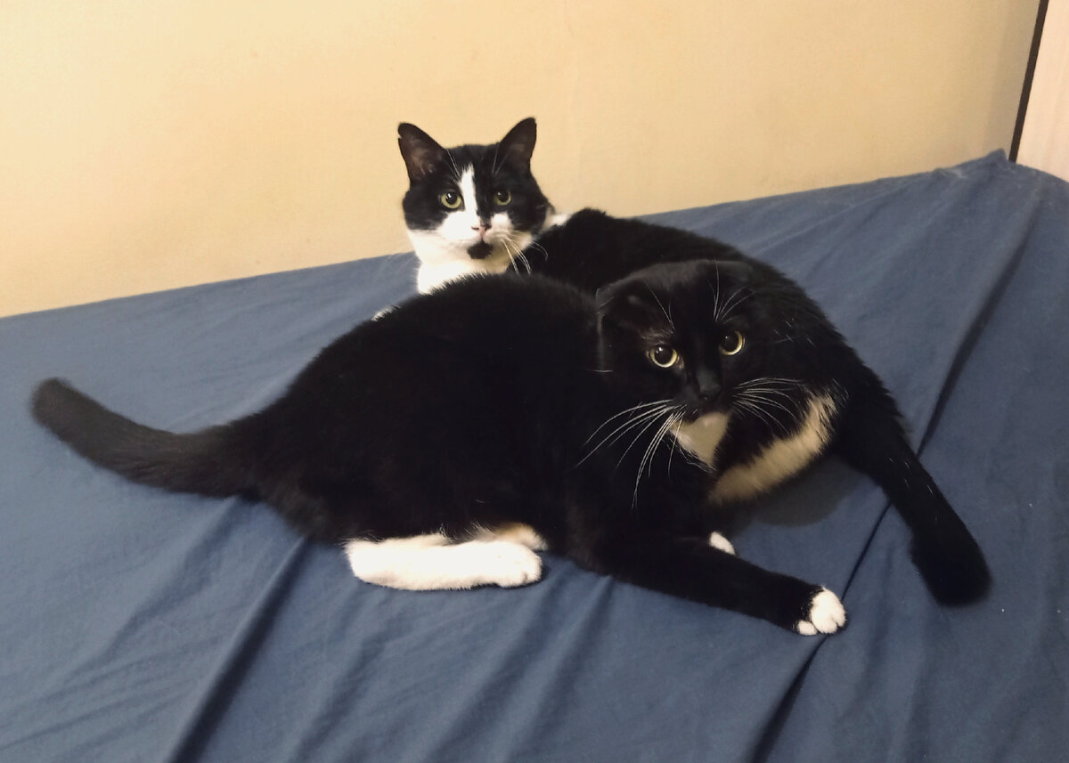 Герыч и Суреныч проверены: инфекций нет) 