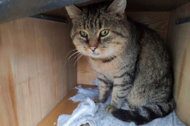    Фото: Инициативная группа по защите животных г. Твери