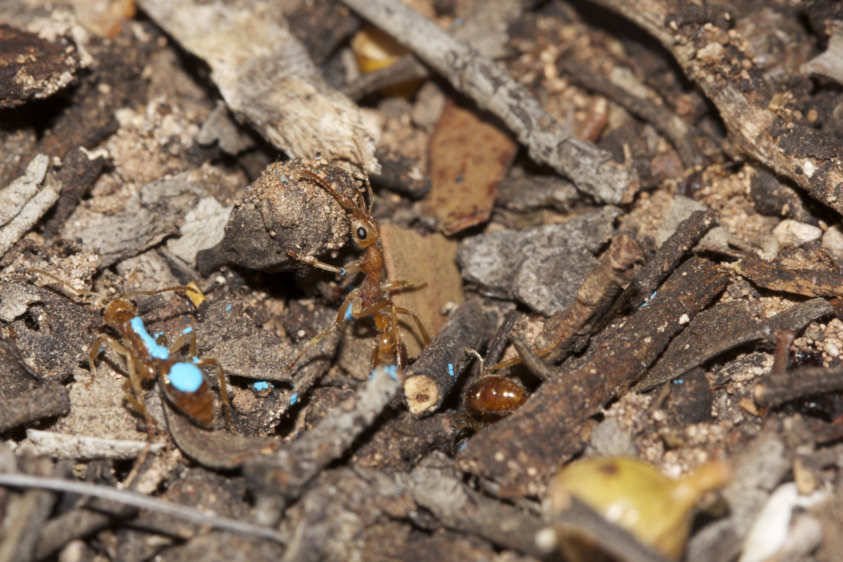 Даже профессионалы с трудом находят такие гнёзда.