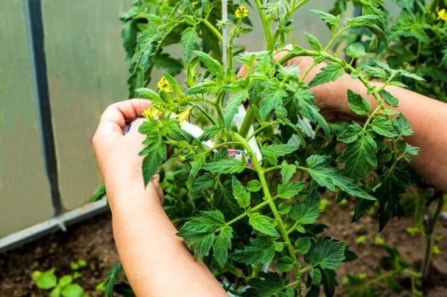 Подвязка растений (фото с сайта ogorod.ru)