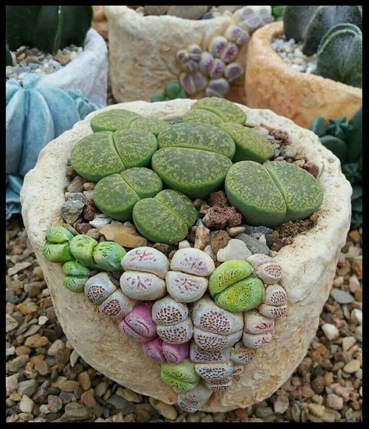 Lithops Lesliei и Lithops Aucampiae