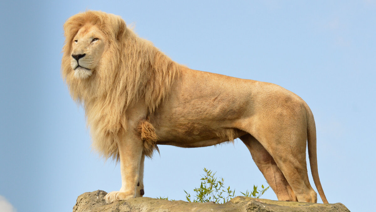 Давление укуса льва всего 40 атмосфер, что не намного больше, чем у самой сильной домашней собаки, английского мастифа. Тем не менее, он входит в топ животных с самым сильным укусом.