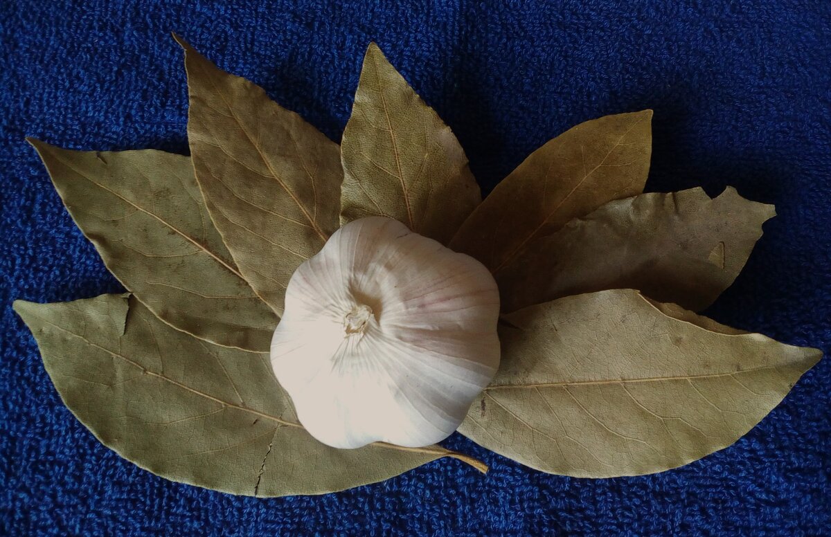 Лук чеснок перец. Лавровый лист и перец горошком. Чеснок лавровый лист. Чеснок специя. Соль перец чеснок.