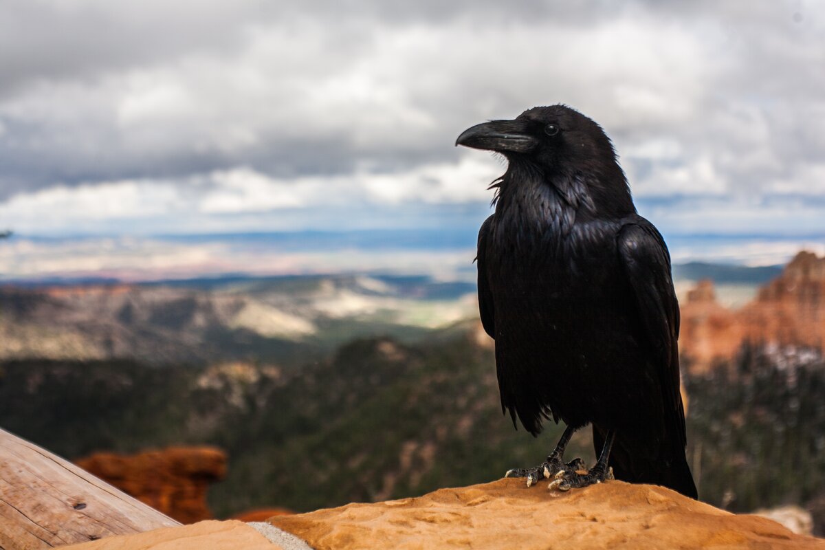 2. Фото Tyler Quiring на Unsplash