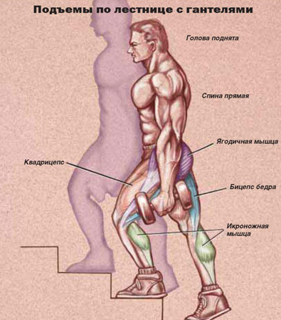 Бег по лестнице какие мышцы работают