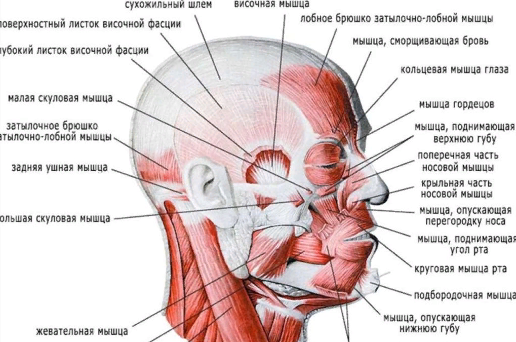 Лицо часть головы человека. Мимические мышцы анатомия сбоку. Мышцы лица вид сбоку с названиями.