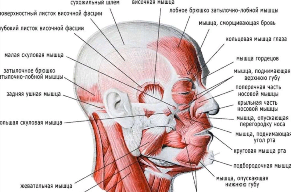 Мышцы лица и головы фото с описанием