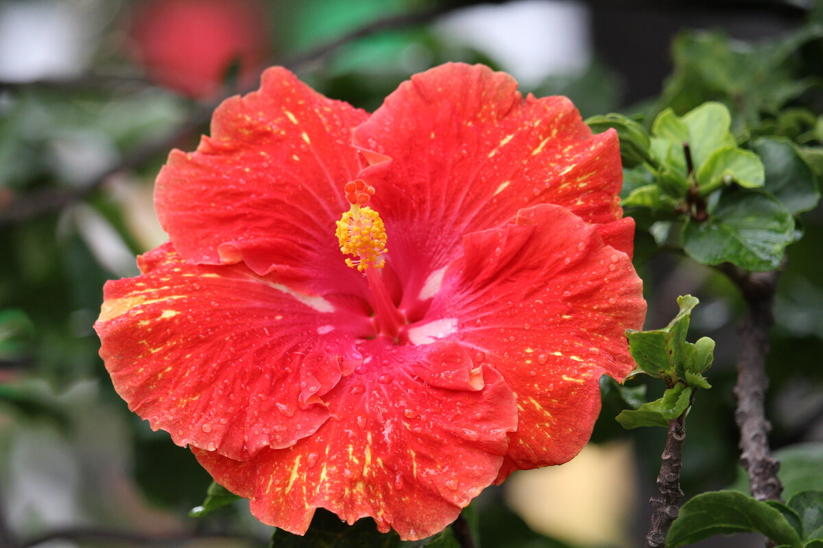 Гибискус Hibiscus Moorea Antonia