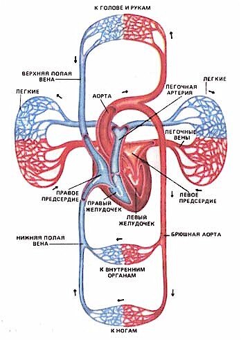 Круговорот крови в природе человека