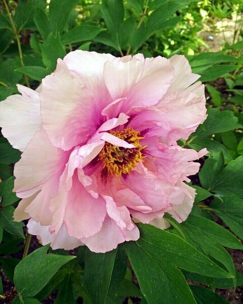 Древовидный пион - сад Анны Гауэр