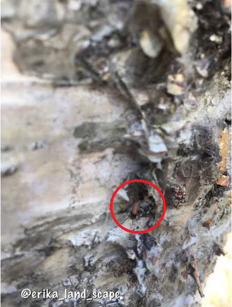 Личинка моли на коре