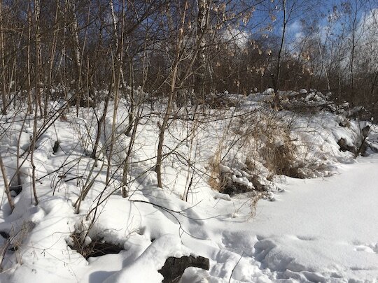 Бобровый остров