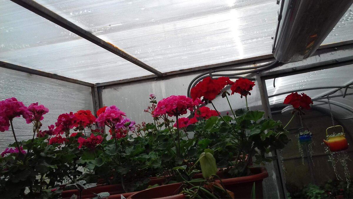 На заднем плане чайники с дихондрой подвешаны на цепи.