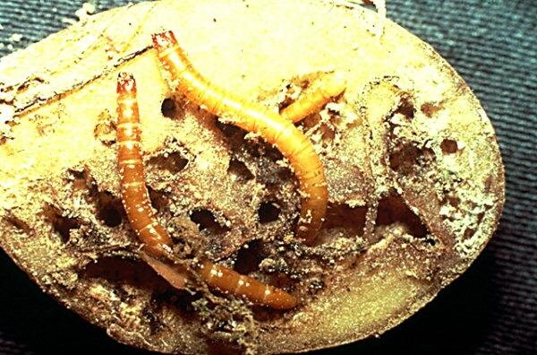 фото из интернета