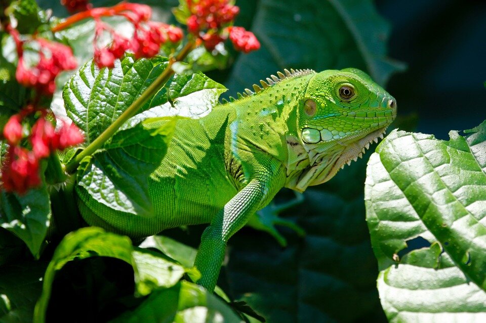 https://pixabay.com/photos/iguana-reptile-animals-lizard-223157/