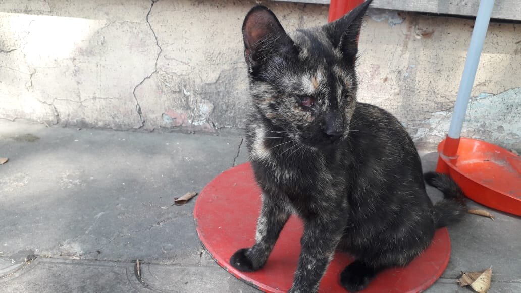 Кошка Дуся. Фото автора истории. 