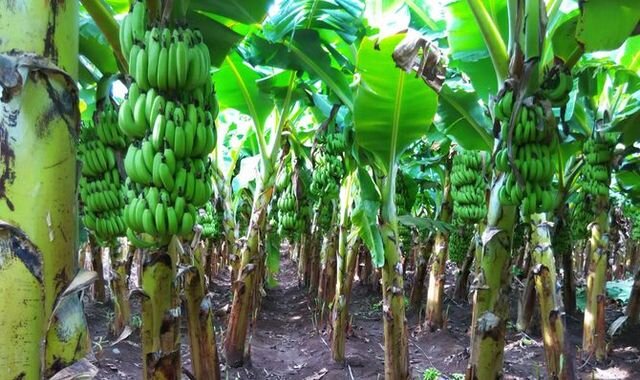 Банан: 33 полезных и 12 вредных свойств