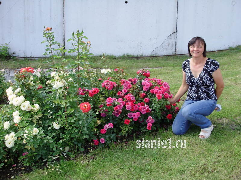 европейские розы