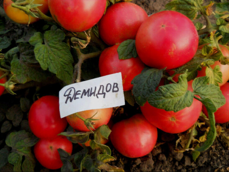 5 Лучших сортов урожайных ранних низкорослых(!) томатов для открытого грунта