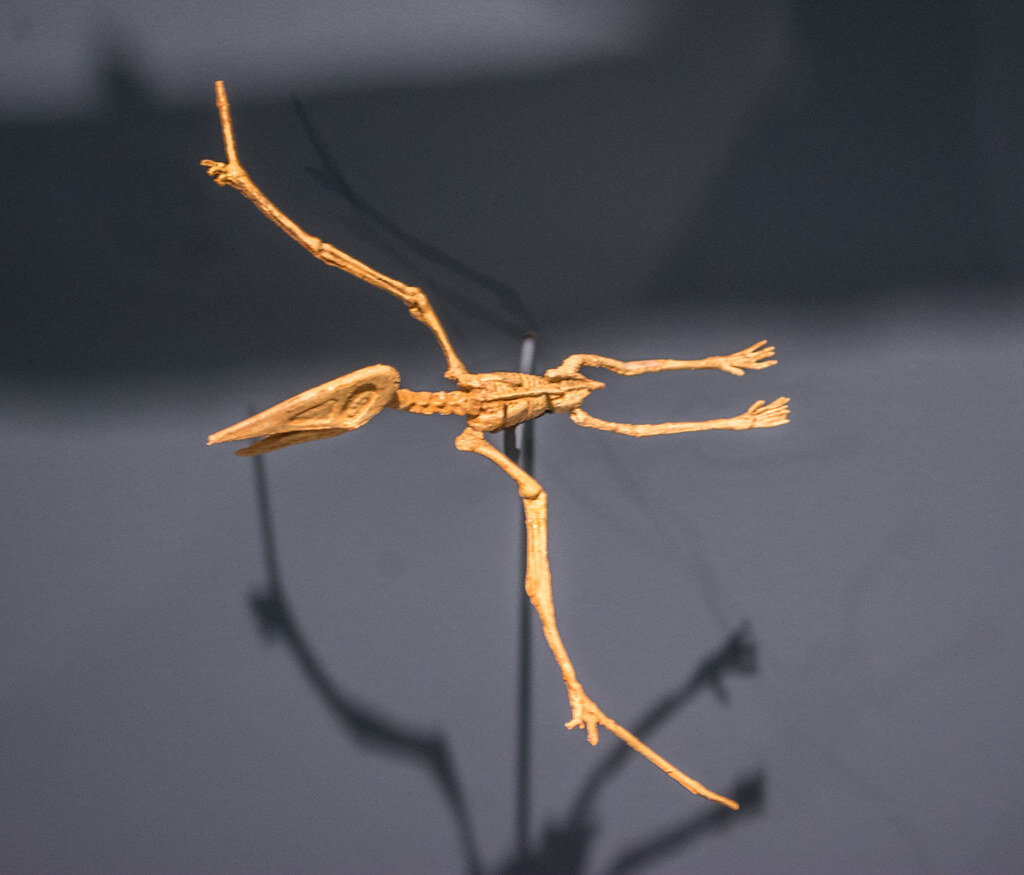 "Nemicolopterus model skeleton - Pterosaurs Flight in the Age of Dinosaurs" by Tim Evanson is licensed under CC BY-SA 2.0 