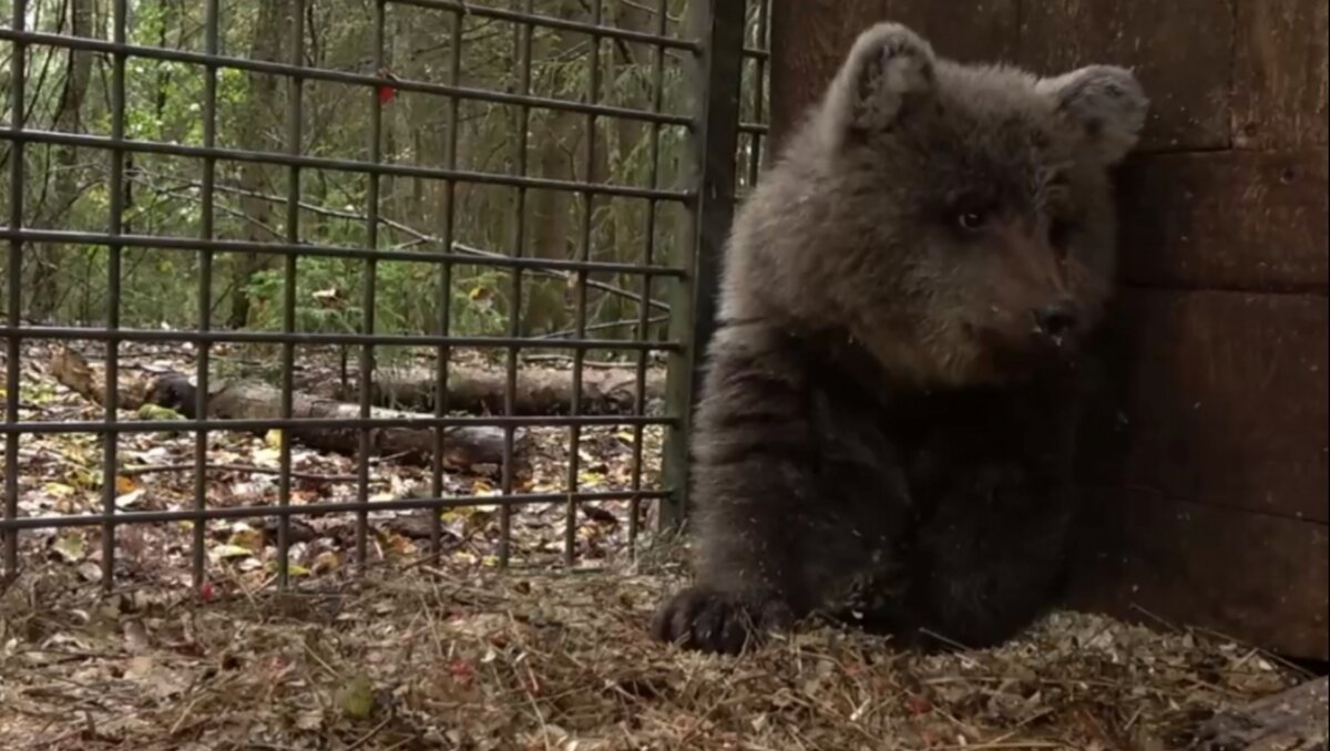 Фото: vk.com/obrcrussia